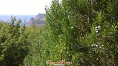 WP_20170829_13_51_49_Pro_800.jpg