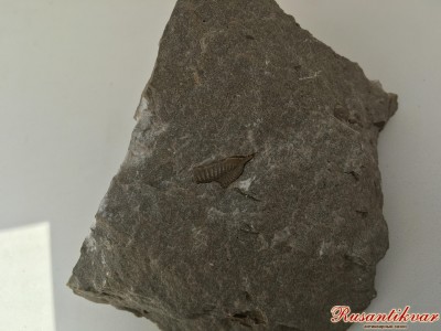 IMG_5691.jpg