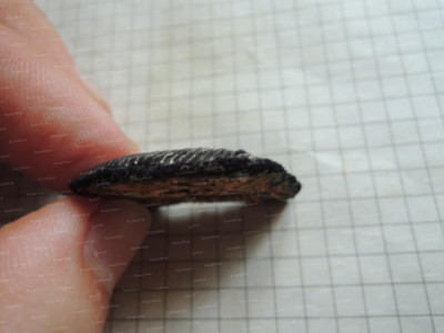 DSCN6550.JPG