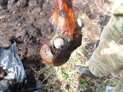 8.Свинцовая ружейная пуля, застрявшая в бедренной кости воина..JPG