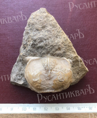 Отпечаток внутреннего ядра раковины брахиоподы.Тульская область.